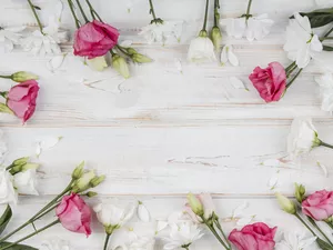 Eustomy, boarding, White, Pink, Flowers