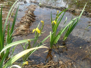 bog, flourishing, Irises