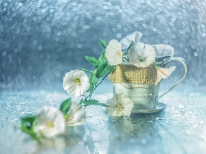 bindweed, cup, Bokeh, Flowers