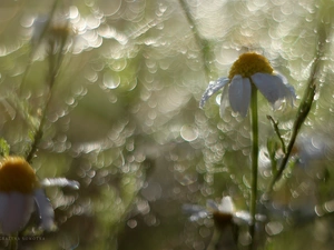 chamomile, Bokeh