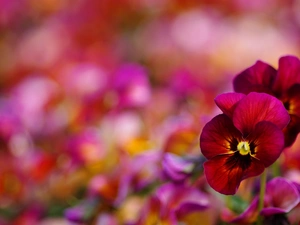 Bokeh, claret, pansies