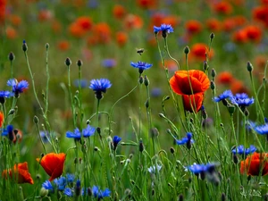 Buds, Bokeh, papavers, cornflowers, Meadow