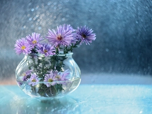 purple, vase, Bokeh, Astra