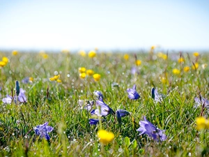 Bokeh, Meadow, ringtones