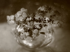 Flowers, hydrangea, Bokeh, sepia, vase, dry