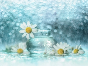 White, decoration, Bokeh, vase, Flowers, chamomile