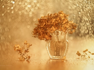 Bokeh, vase, dry, Flowers, hydrangea