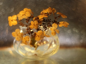 Bokeh, hydrangea, vase