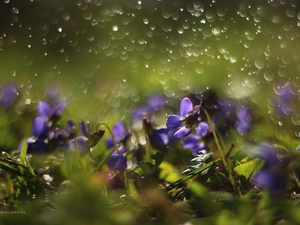 fragrant violets, Flowers, Bokeh, purple