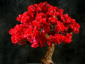 Red, sapling, Bonsai, Bougainvillea