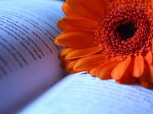 Book, Orange, Gerbera