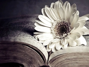 Gerbera, Book