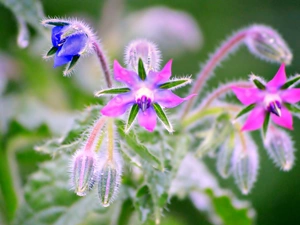 borage, Pink, Flowers