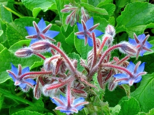 blue, borage, Medical, Colourfull Flowers
