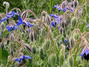 borage, medical
