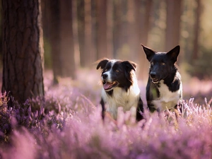 forest, heather, Dogs, Border Collie, Two cars