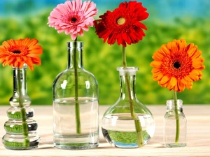 gerberas, bottles