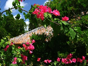 Bougainvillea, Flowers, bush