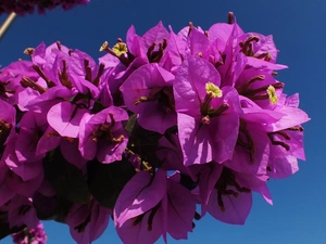 Bougainvillea, Flowers, bush