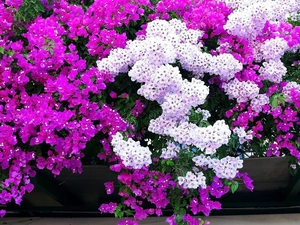 Bougainvillea, Flowers, bush