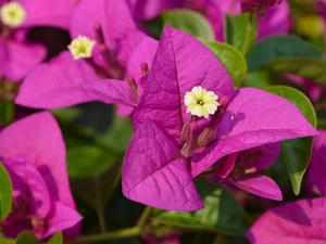 Bougainvillea, Close