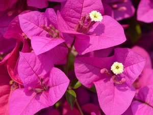 Bougainvillea, Close