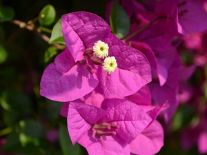 Bougainvillea, Close