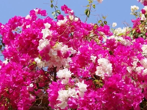 White, Bougainvillea, Flowers, Pink, beatyfull