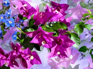 Flowers, Forget, graphics, Bougainvillea