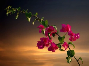 Bougainvillea, twig, Flowers