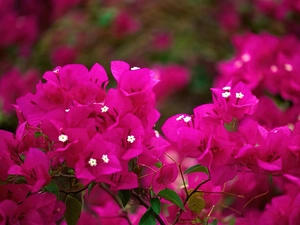 Bougainvillea, Flowers