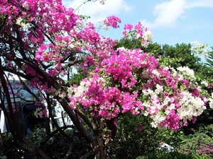 Bougainvillea, white, Pink