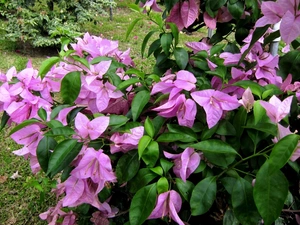 Bougainvillea