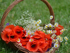 basket, papavers, camomiles, bouquet