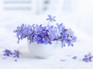 bowl, Flowers, Liverworts, bouquet