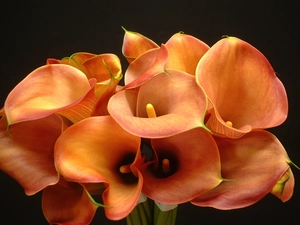 bouquet, Calla