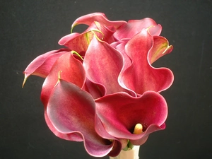 bouquet, Calla