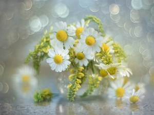 Bokeh, bouquet, Flowers, Wildflowers, chamomile