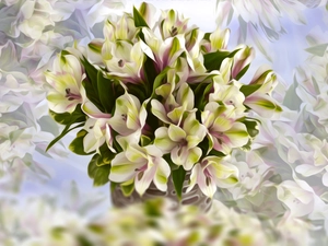 Flowers, Alstroemeria, graphics, bouquet