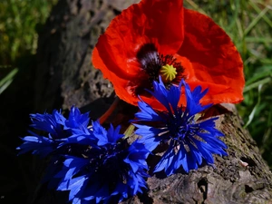 red weed, trunk, bouquet, cornflowers, Flowers