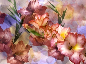 bouquet, gladioli, graphics