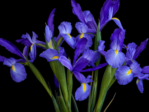 bouquet, Flowers, Irises