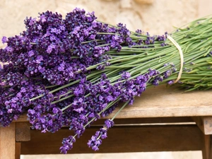 lavender, bouquet