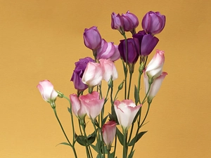 Eustoma, bouquet