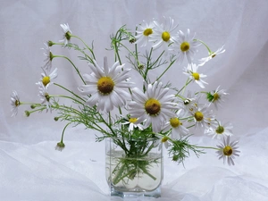 bowl, bouquet, Camomile