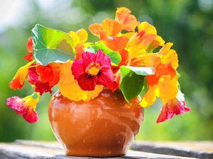 Flowers, nasturtium, bowl, bouquet