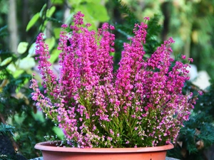 bowl, Pink, heathers