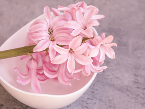 bowl, Pink, hyacinth