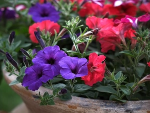 Red, petunias, bowl, purple