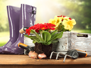 primroses, Garden, wellingtons, box, tools, Flowers